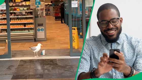 Video captures seagull stealing sandwich at a store, netizens laugh: "How smart"