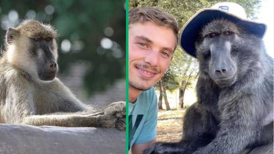 Man goes viral for sharing how he let freezing baboon spend the night in his house, SA divided