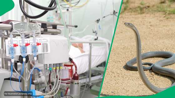 "We pray for full recovery": Elderly snake catcher in ICU after highly venomous snake bite, SA moved
