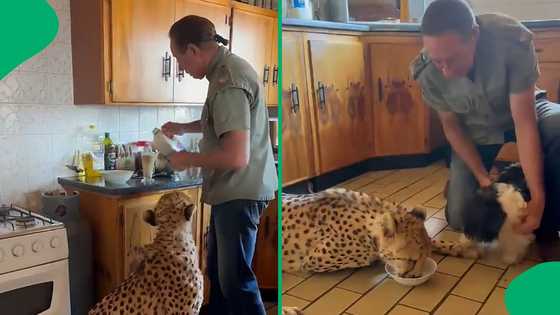 “He loves it”: Johannesburg man makes morning coffee for his 15-year-old cheetah Zeus every day