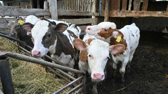 Ukraine farm animals burned alive in Russian bombing