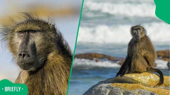 "Where's the Army?": Mzansi reacts as woman gets robbed by baboon at a beach in viral clip