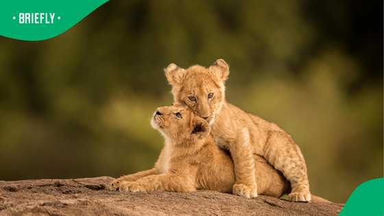 Lion cubs turn night walk into nightmare as Zimbabwe man fights for recovery