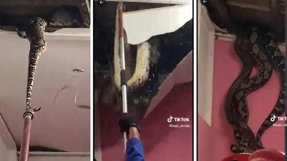 Massive snakes fall through ceiling in viral video with 33.4 million views on TikTok, people horrified