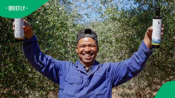 "Very Proud": SA's olive oil beats global rivals, secures top spot at international awards