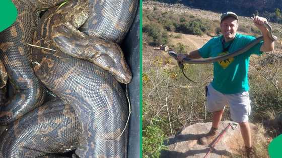 Nick Evans captures stunning 3.5m python in South Africa, prepares to lay eggs this summer