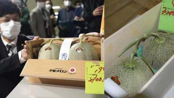 Pair of Yubari melons sold at over R300k at auction in Japan