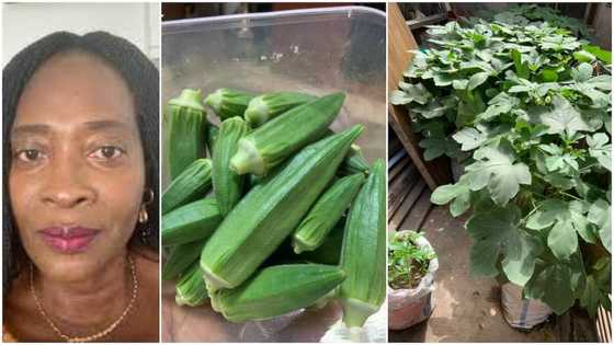 Woman showcases fresh okro she harvested from cement sack farming