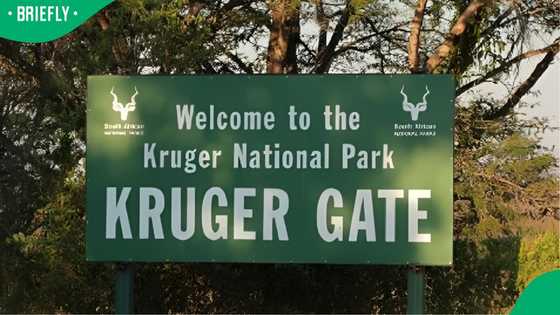 Kruger National Park search intensifies after helicopter carrying pilot and investigators disappears