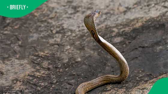 Cobra perched in tree with hood raised in wild stuns viewers (video)