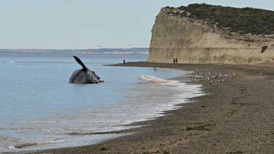 Argentine scientists worried after spate of whale deaths