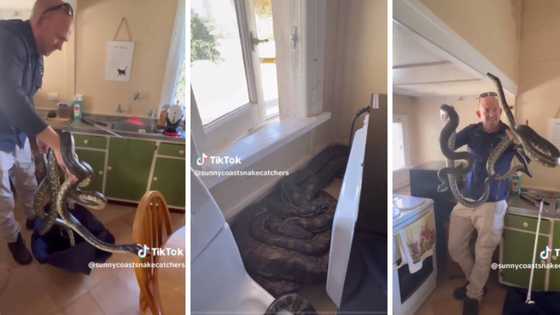 Snake catcher finds 2 snakes getting down to "hanky panky" in Australian kitchen, TikTok breaks down