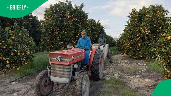 South African citrus farmers brace themselves as Donald Trump's 30% tariffs come into effect