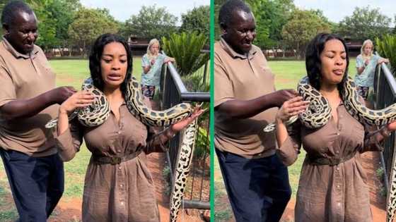 Gauteng woman's snake encounter at animal sanctuary goes TikTok viral