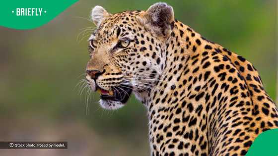 Leopard chases woman and catches her as gunshots ring out in city centre
