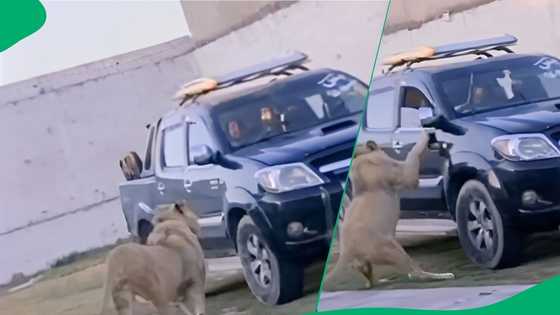 "Very smart, hungry lion": Lion leaps at driver through car window in video, SA mortified