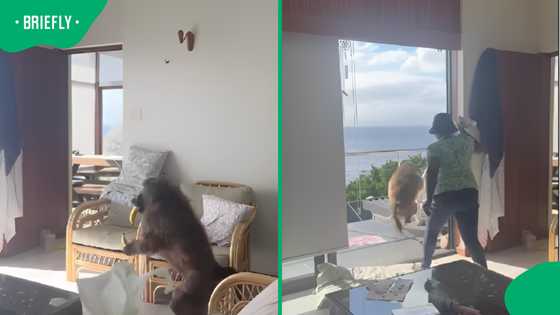 Wild Encounter: brave domestic worker chases off giant baboon thief leaving Mzansi stunned