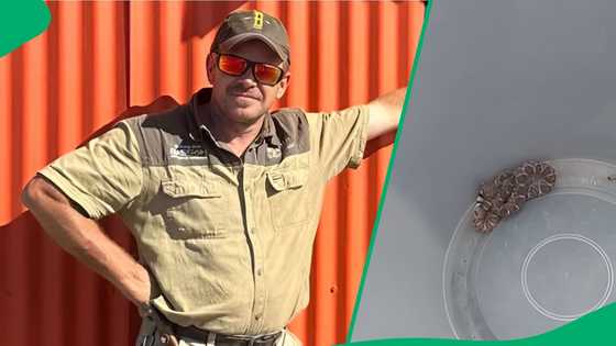 "This is a massive problem": Highly venomous snake from USA and Mexico found in Mpumalanga town
