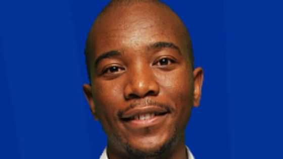 Mmusi Maimane claps-back at man who trolled his organisation's advert, calling him prophet of doom pesticide