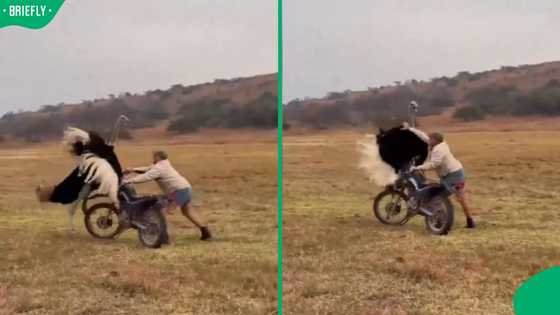“He literally spanked it”: SA man knocked off motorcycle by ostrich goes viral globally