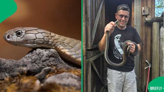 "Clearly a slug eater": Snake rescuer shares terrifying near-miss with a black mamba, SA reacts