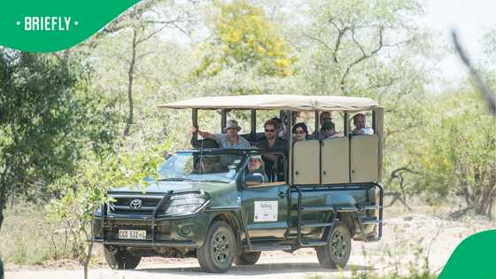 Lion sighting sparks investigation after safari vehicle’s alleged move caught on camera
