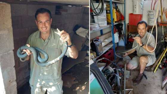“Running for the hills”: Nick Evans catches 3 black mambas disturbed by floods