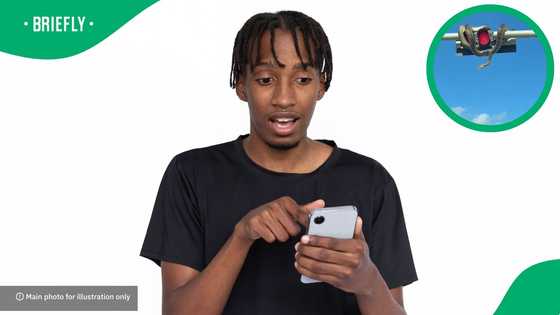 "Scary if you're in a convertible": Huge python snake on traffic lights spooks motorist, SA stunned