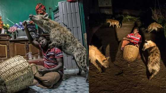 Meet Abbas Yussuf: Fearless Man Who Happily Lives with Domesticated Hyenas
