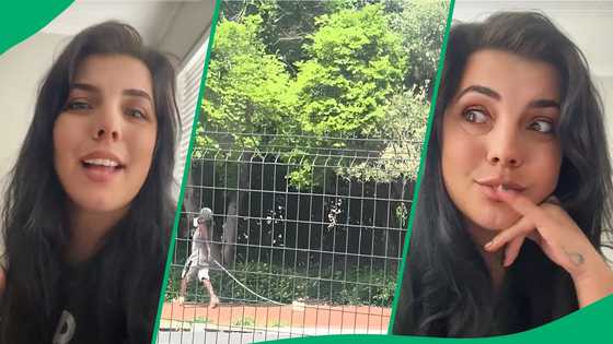 "What's happening on that side?" Cape Town woman pet walks an iron leaving SA entertained