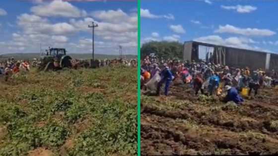 TikTok video shows farmer giving away leftover potato harvest, Mzansi moved by generosity