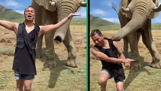 South African man's hilarious encounter with an elephant leaves peeps in stitches