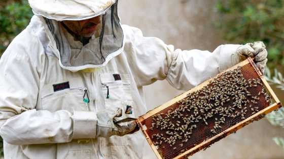 Sweet success: Jordan's beekeepers busy as honey demand soars