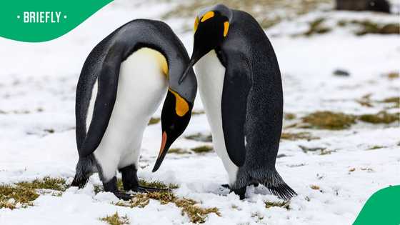 "Mjolo is a pandemic": South Africans gagged by 'penguin divorce rates' threatening the species
