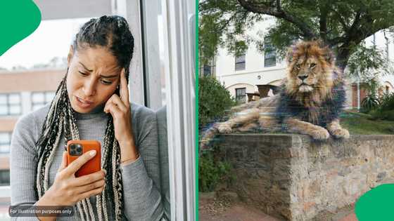"Digital lion has free will": Rhodes University breaks the silence about a 'lion' roaming on campus