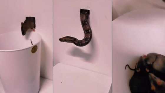 TikTok of man using snake to catch rat family of more than 10 gets 5M views, viewers applaud exterminator
