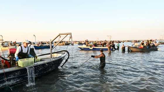 Italy's clam farmers fear blue crab 'invasion'