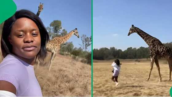 Woman walks with giraffe and ends up getting kicked, video leaves viewers in laughter