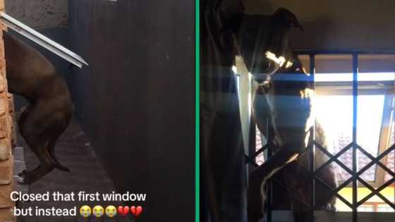 Mzansi woman's dog gets stuck in window while trying to climb in, netizens amused by dog's antics