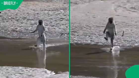 “They used to play with humans”: Monkeys’ hilarious river crossing leaves Mzansi in stitches