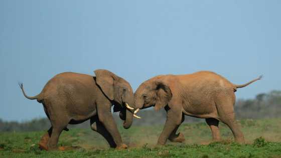 Wind project near S.African elephant park riles activists