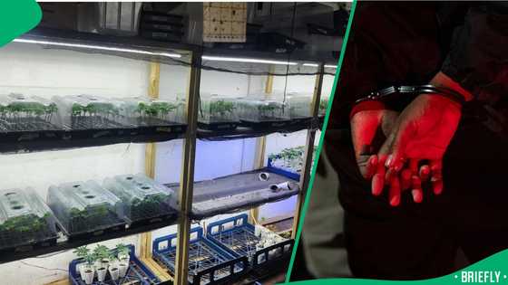 KZN SAPS uncover drug operation targeting pupils in Lamontville