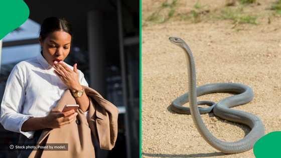 "That's huge": Massive 2.5m black mamba caught in house, third one in 4 years – SA reacts