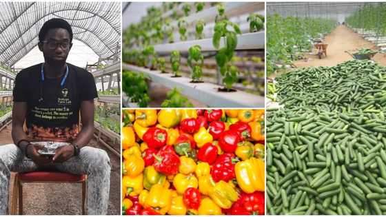Farmer who grows crops in the air stuns peeps with massive harvest