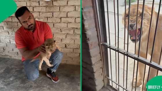 "Give her baby back": Wildlife farm owner angers a lioness after picking its cub, SA warns