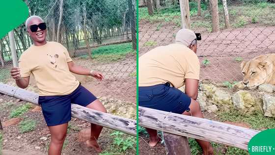 "Don't run": Woman's playful moment with lion turns hilarious after thunderous roar, SA jokes