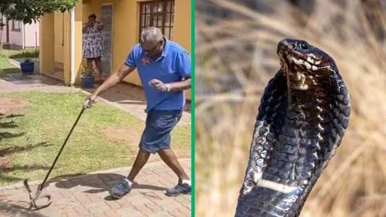 Eastern Cape rinkhals snake caught in TikTok video, residents tried to kill it