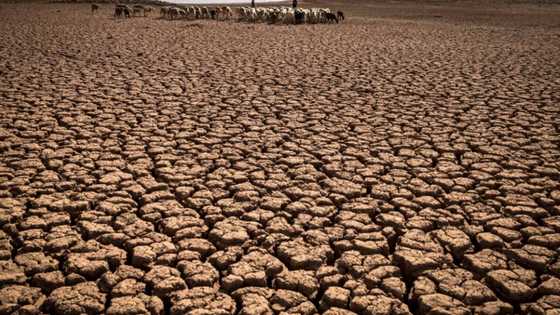 Rich nation 'gestures' on climate damage only a start: observers