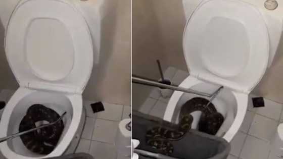 'Only in Australia': Video shows 8-foot long python being taken out of toilet