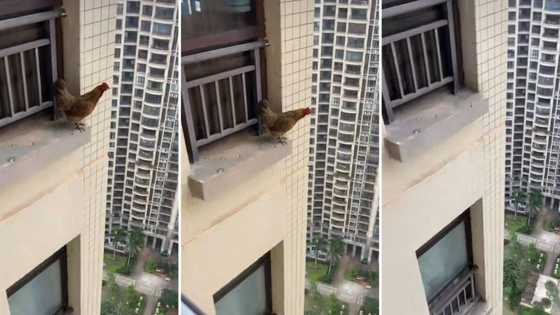 Video of chicken jumping out of tall building goes viral with 119 million views: "He believed he could fly"